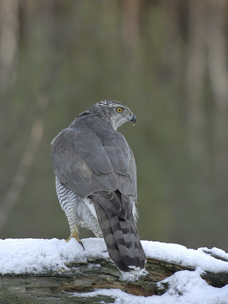 Kanahaukka, Northern Goshawk, Accipiter gentilis